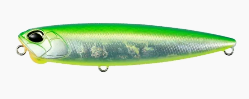 Citrus Shiner 