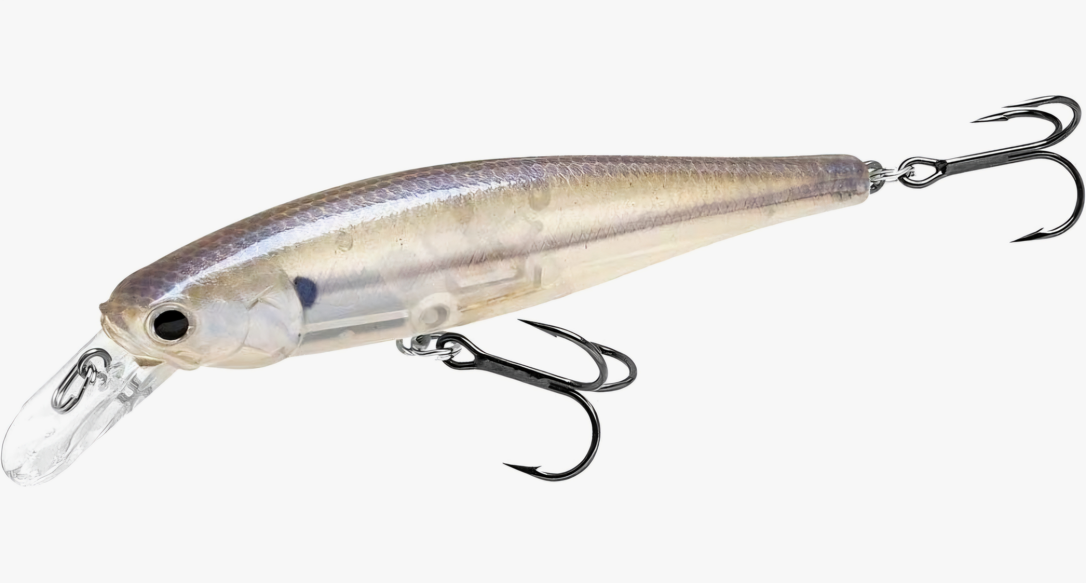Striped Shad